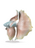 Lladró: Betta Fish Right
