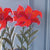 VESTA: FUNNY FLOWER LILY LARGE