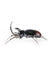 Lladró: Rhinoceros Beetle Figurine.