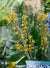 VESTA: FUNNY FLOWER MIMOSA LARGE